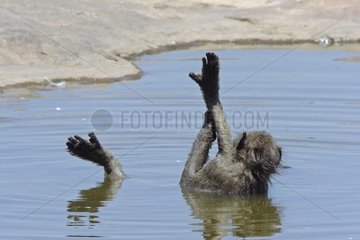 Chacma Baboon taking a cool bath South Africa