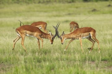 Impalas male fighting Masai Mara Reserve Kenya