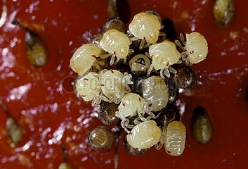 Käfer von neugeborenen Wäldern und Eiern