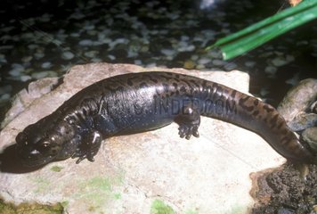 Pacific Giant Salamander on a rock USA