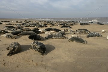 Grey seals sleeping on a sand beach Lincolnshire