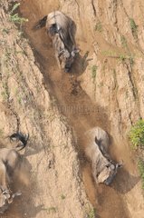 Common Wildebeest Migration in the Masaï Mara NR Kenya