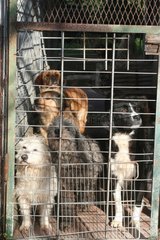 Group dogs in a cage of the kennels of Bastia