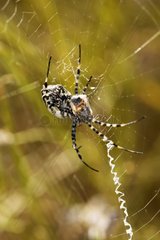 Lobed argiope wrapping a prey