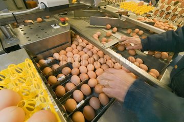 Arbeiter  die Eier in einer industriellen Zucht Frankreich sortieren