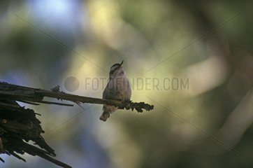 Corsican Nuthatch on a branch Corsica