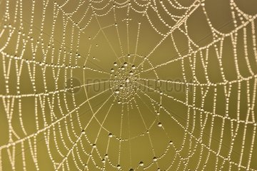 Dew on spider web at sunrise