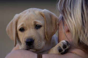Porträt einer jungen Labrador -Schlampe mit ihrer Geliebten Frankreich