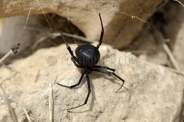 Mediterranea Black Widow on a rock Cabo de Gata Andalucia