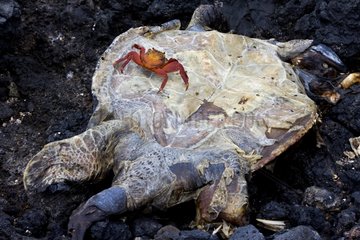Sally Lightfoot Crab auf Leiche eines Meeresschildkrötenpagos