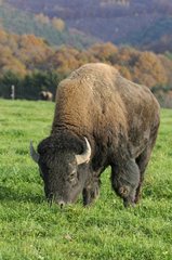 Male bison farm Bisons of North America