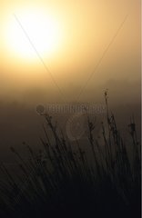 Cobweb dusk West Coast South Africa