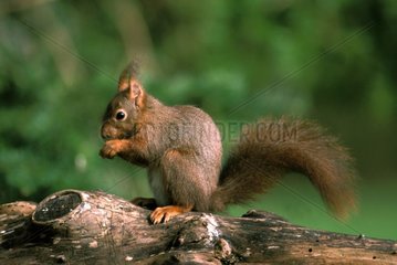 rotes Eichhörnchen isst auf einem Zweig Frankreich
