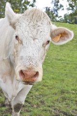 Charolaise Kuh  die an der blauen Zungenkrankheit Frankreich leidet