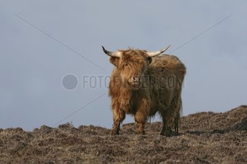 Highland cow Hebrides Scotland