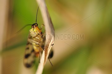 Common Scorpion Fly resting on a blade of dry grass France