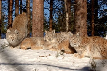 Family of eurasian Lynxs resting with the sun