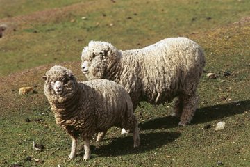 Pair of sheeps Falkland islands