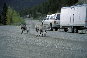 Bighorn sheep licking the ground on a road Canada