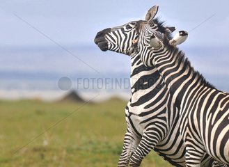 Plains Zebras in the Masai Mara NR Kenya