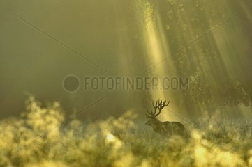Male red deer and sunlight Dyrehaven Denmark