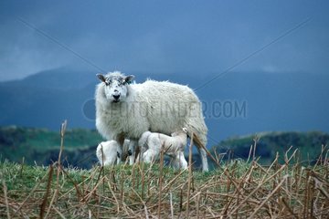 Lambs sucking their mother Scotland