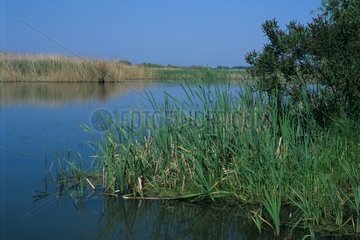 Tisza-to Lake im Nationalpark von Hortobagy Ungarn