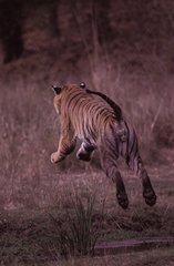 Tigre du Bengale sautant un ruisseau Bandhavgarh PN Inde