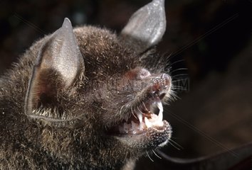 Portrait of Parnell's Musteched Bat French Guyana