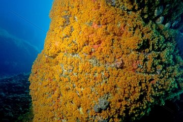 Coral with yellow polyps in the Mediterranean Sea