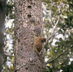 Philippine flying lemur on a trunk Sarawak