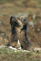 Two adult Marmots face to face Vanoise National Park Alps