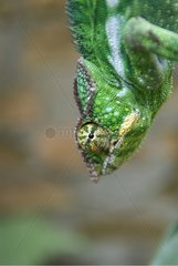 Portrait of a Chameleon Madagascar