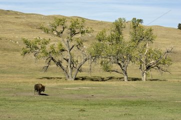 Bison Herd Custer State Park Black Hills South Dakota USA.