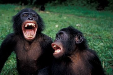 Jeunes Bonobos faisant des grimaces