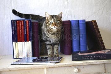 Cat on a table with books