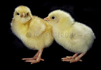Chicks in studio with a black background