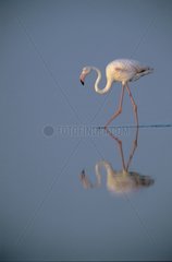 Pink Flamingo in Wasser Camargue Frankreich