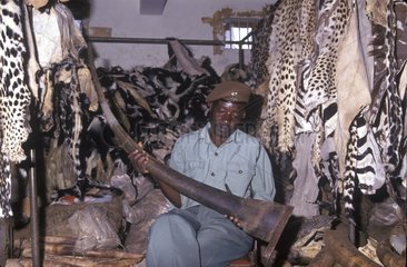 Ranger with the seized products of the poaching Kenya