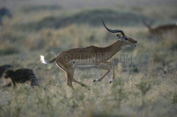 Impala runing away in savanna Masaï Mara Kenya