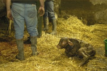 Naissance par césarienne de veau croisé Limousin Charolais