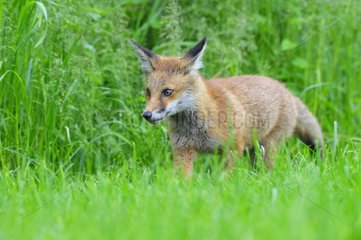 Red Fox Cub Marauding im Spring England