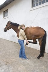 Session of ostéopathy on a horse Selle francais in Obreck