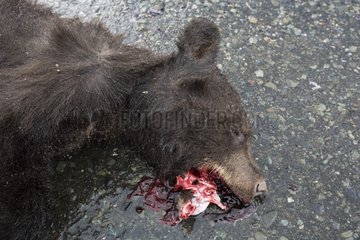 Young black bear crushed by a car Yukon Canada