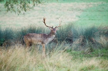 Male Fallow deer standing in a clearing Great Britain