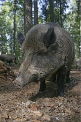 Wild boar undergrowth Germany