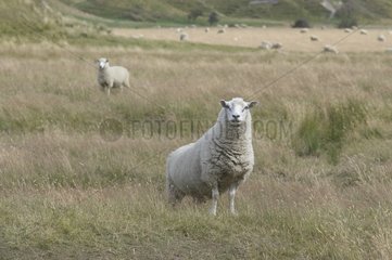 Schafe auf der Straße der Glenorchy Island im Süd -Neuseeland