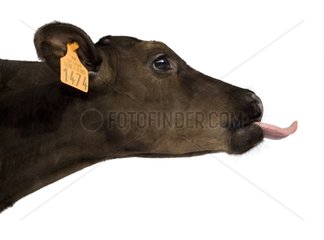 Portrait of a Holstein calf pulling the tongue