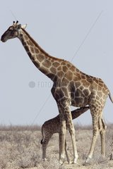 Female giraffe nursing its small in the middle of savanna