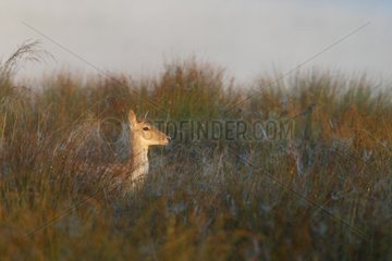 Female Fallow deer in the tall grass GB